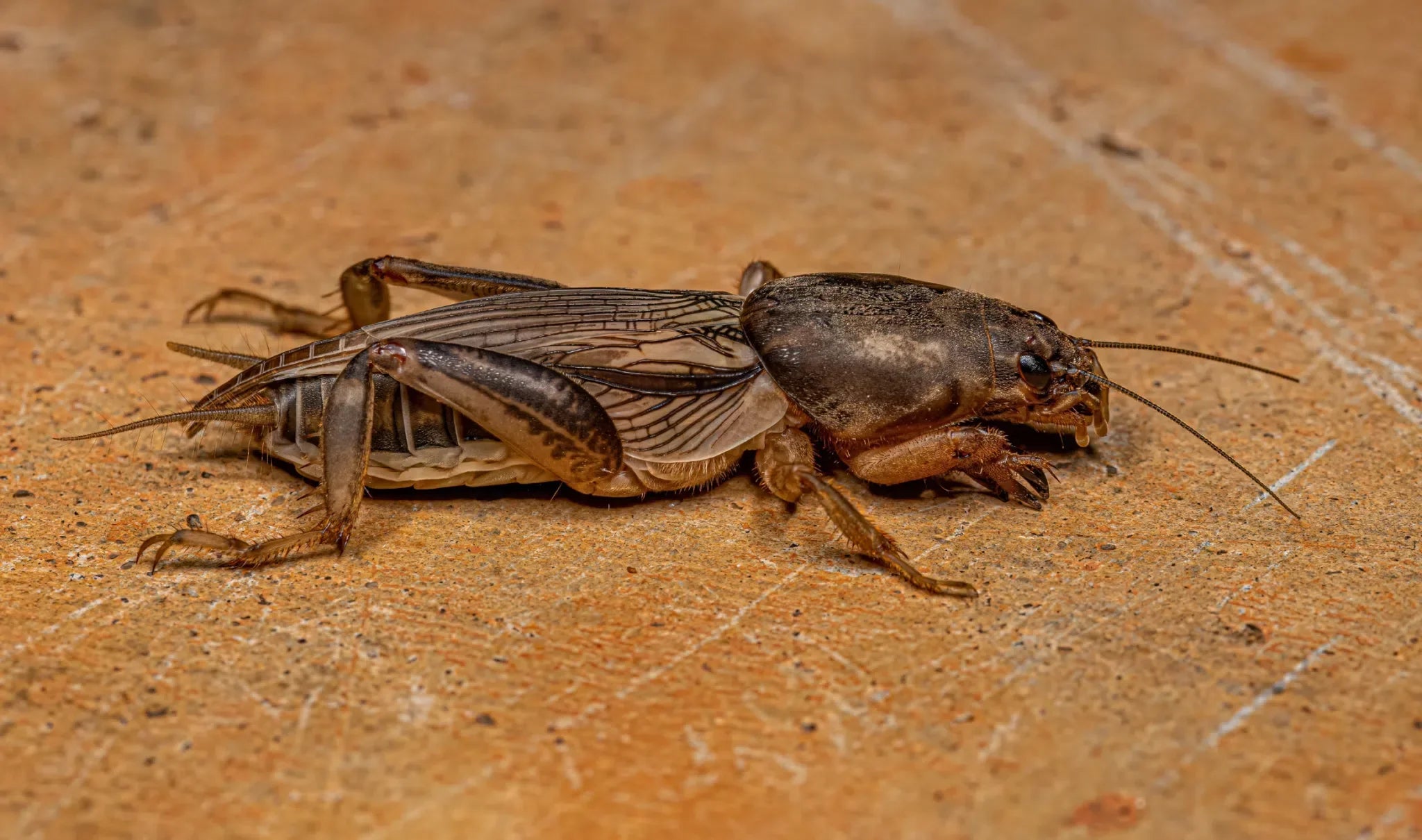 Maulwurfsgrille erkennen – Erdwülste und Gänge im Gartenboden
