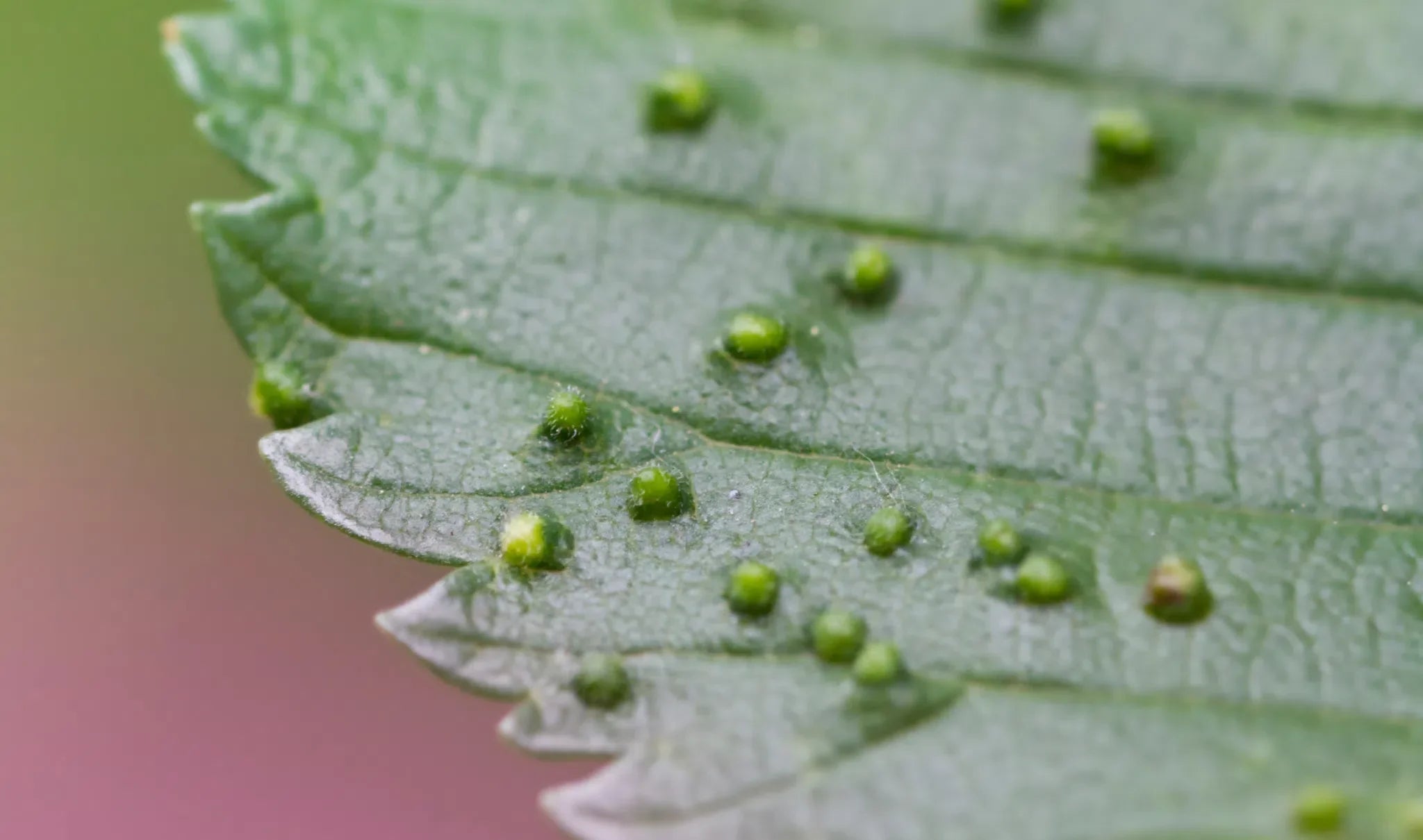 Modermilben in feuchter Blumenerde erkennen und natürlich reduzieren