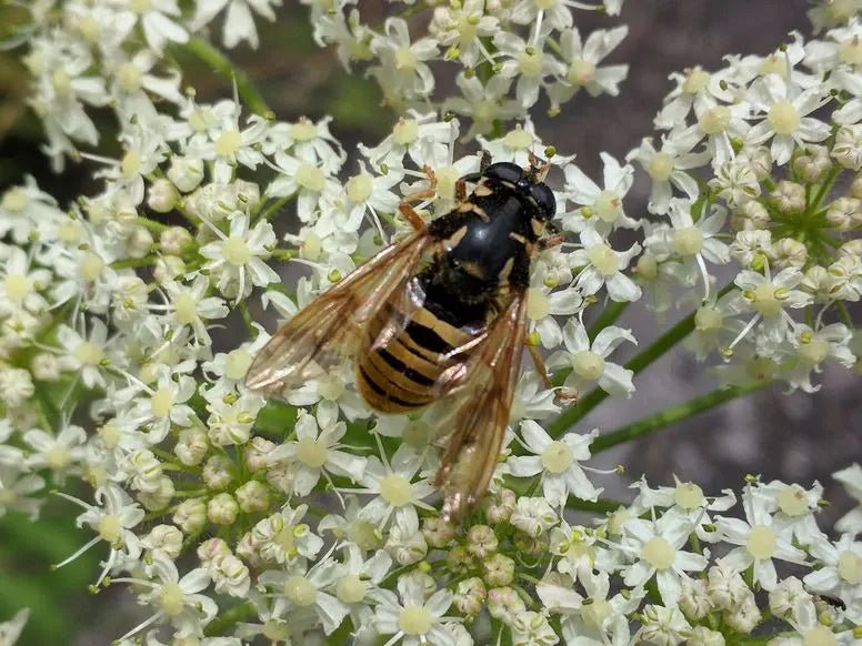 Wespen umweltfreundlich loswerden: Effektive Strategien mit Nützlingen und Fensterfallen - Green Guardia - Ihr Experte für Schädlinge und Pflanzen