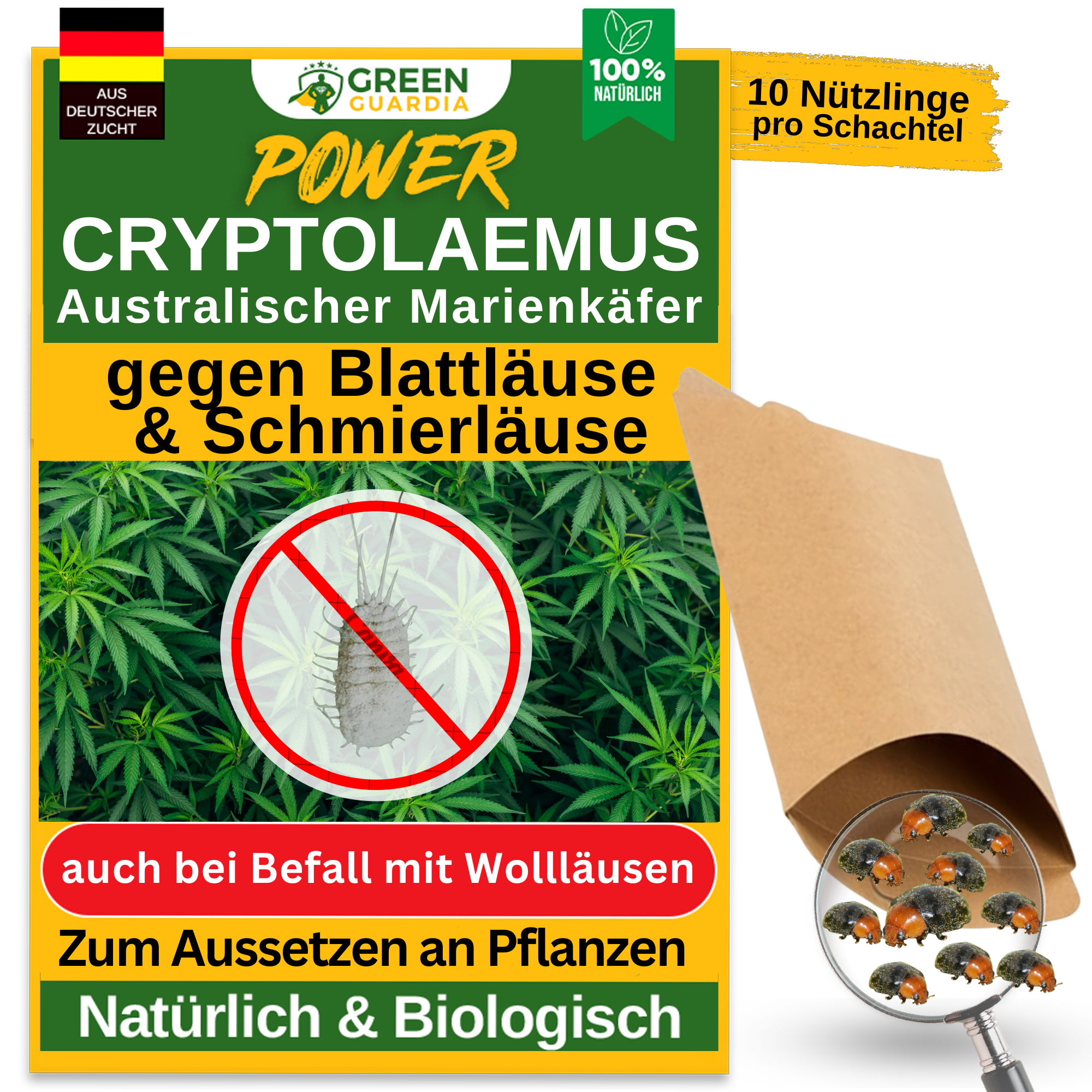 Cryptoalemus (Australischer Marienkäfer) gegen Schmier- & Blattläuse