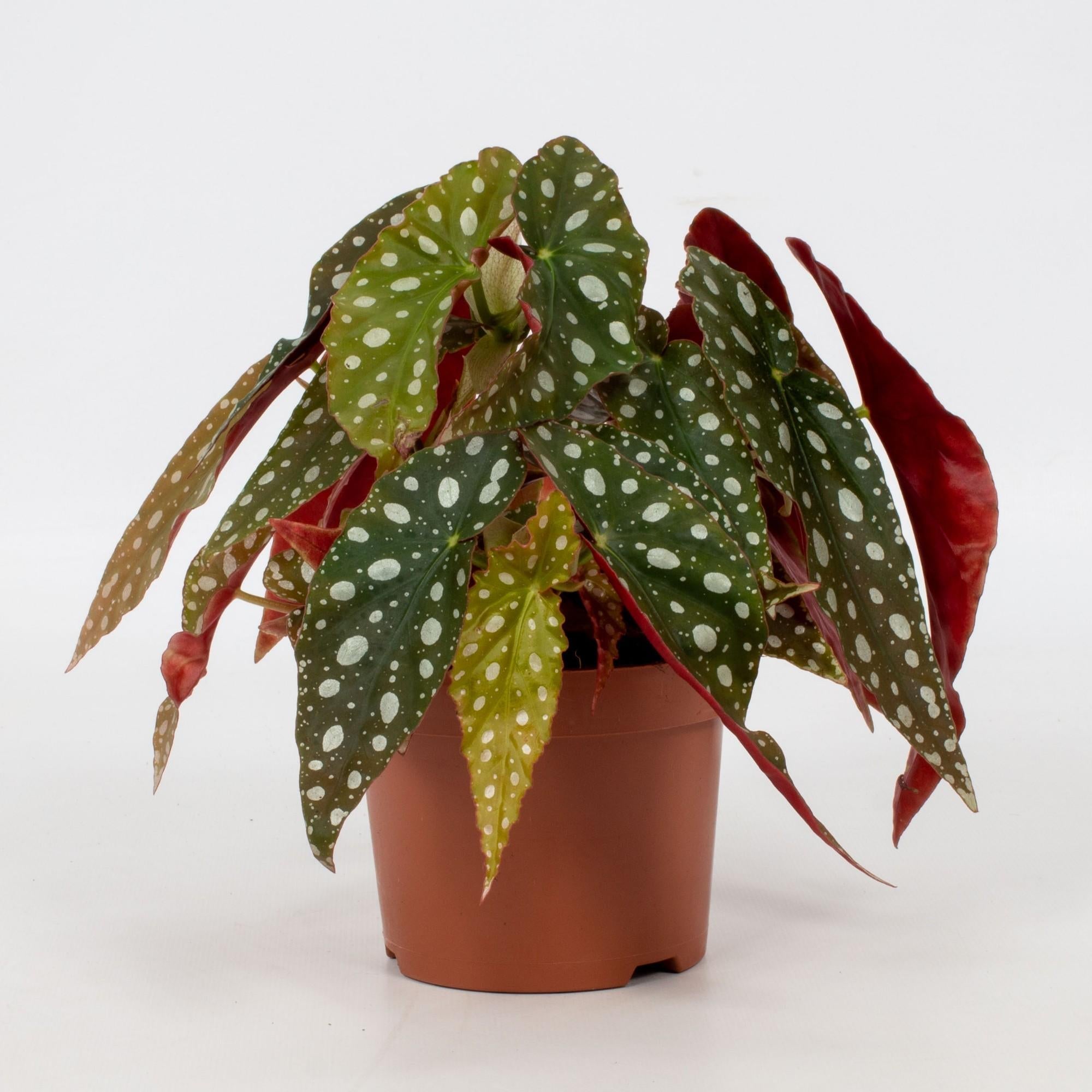 Begonia maculata ‘Wightii’ – Forellenbegonie – 12 cm Topf, 20 cm hoch - Green Guardia - Ihr Experte für Schädlinge und Pflanzen
