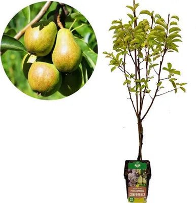 Birnbaum ‘Conference’ – gelbfruchtige Sorte, 21 cm Topf, 90 cm Höhe - Green Guardia - Ihr Experte für Schädlinge und Pflanzen