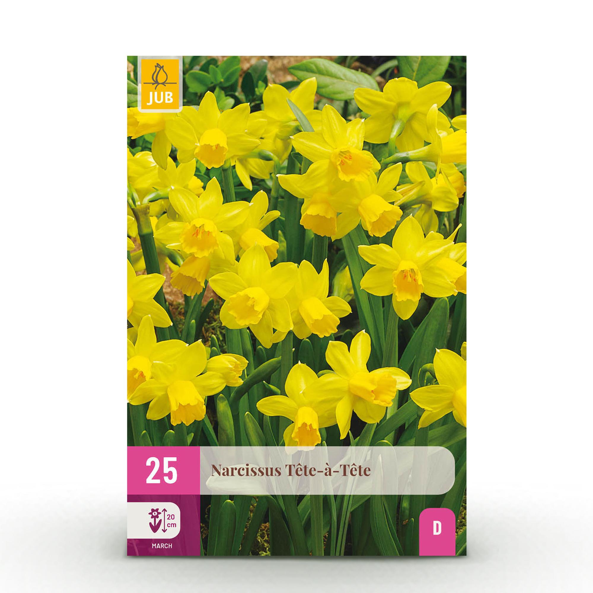 Blumenzwiebeln – Narzisse ‘Tête - à - Tête’ – winterhart & mehrjährig – gelb – 25 Stück – Zwiebelgröße 10/11 – XXL Pack - Green Guardia - Ihr Experte für Schädlinge und Pflanzen