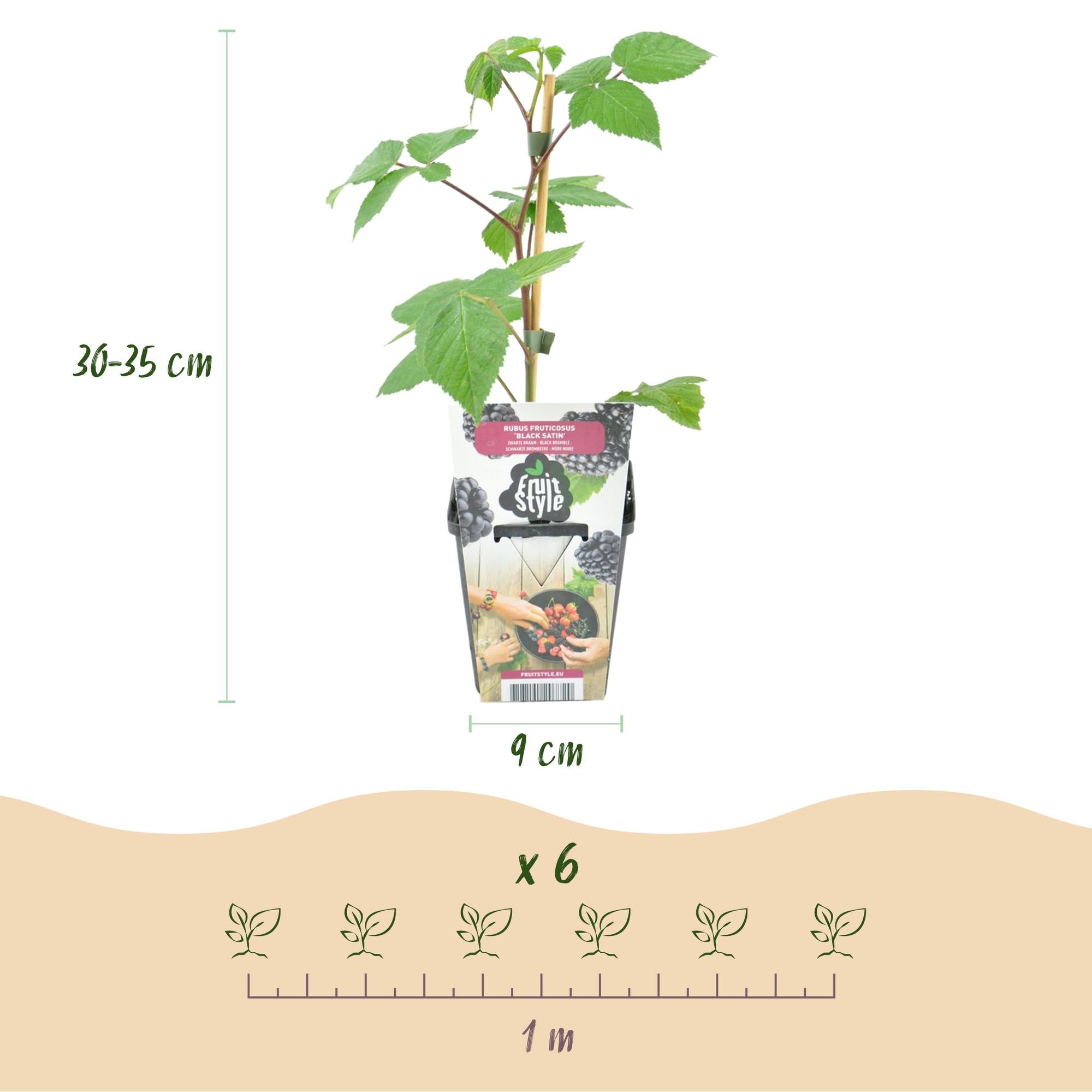 Brombeere – Rubus ‘Black Satin’ – winterhart – schwarze Brombeeren – 3 - 6 Pflanzen – 9 cm Topf - Green Guardia - Ihr Experte für Schädlinge und Pflanzen