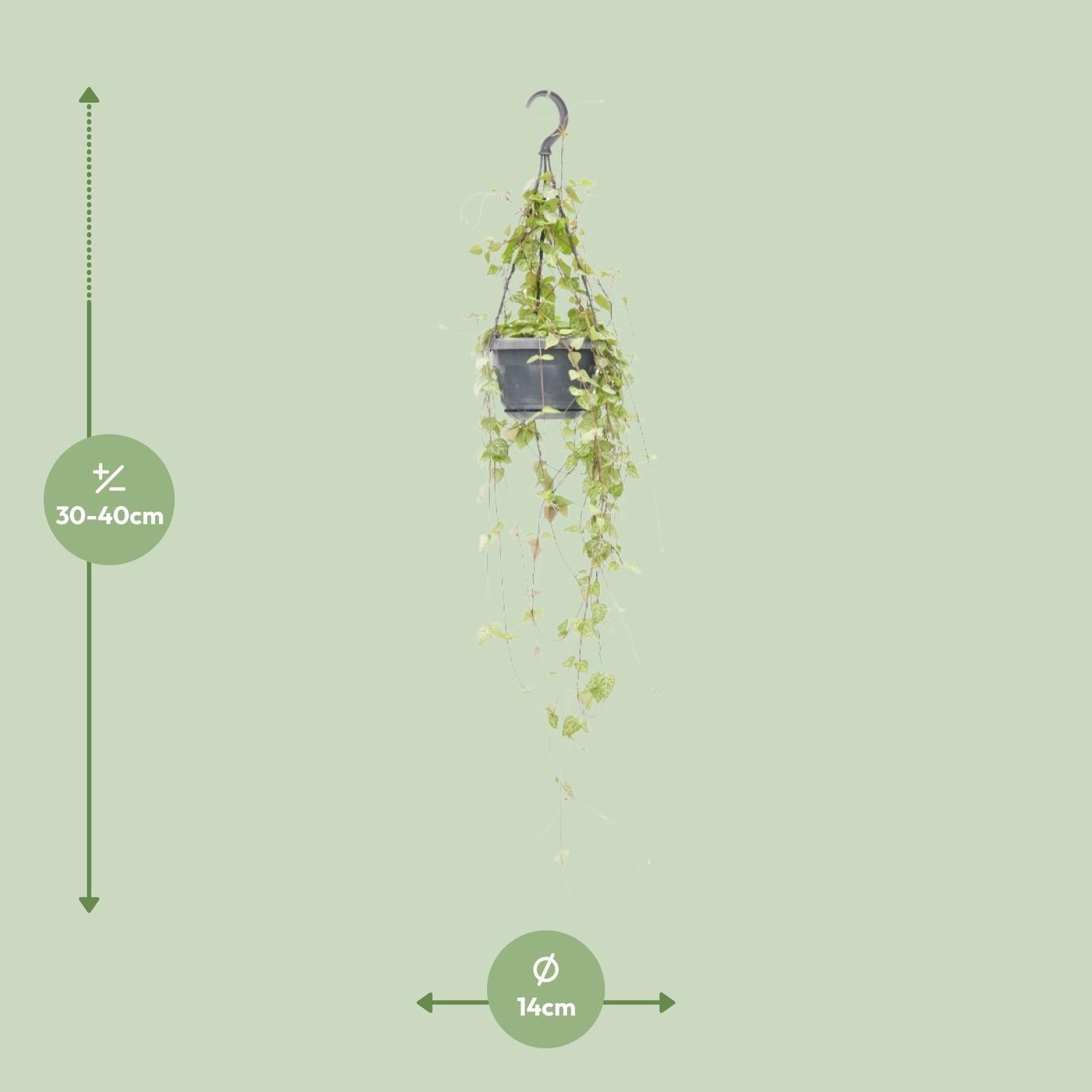 Ceropegia linearis ‘Iris’ – Leuchterblume – 14 cm Topf, 38 cm hoch - Green Guardia - Ihr Experte für Schädlinge und Pflanzen