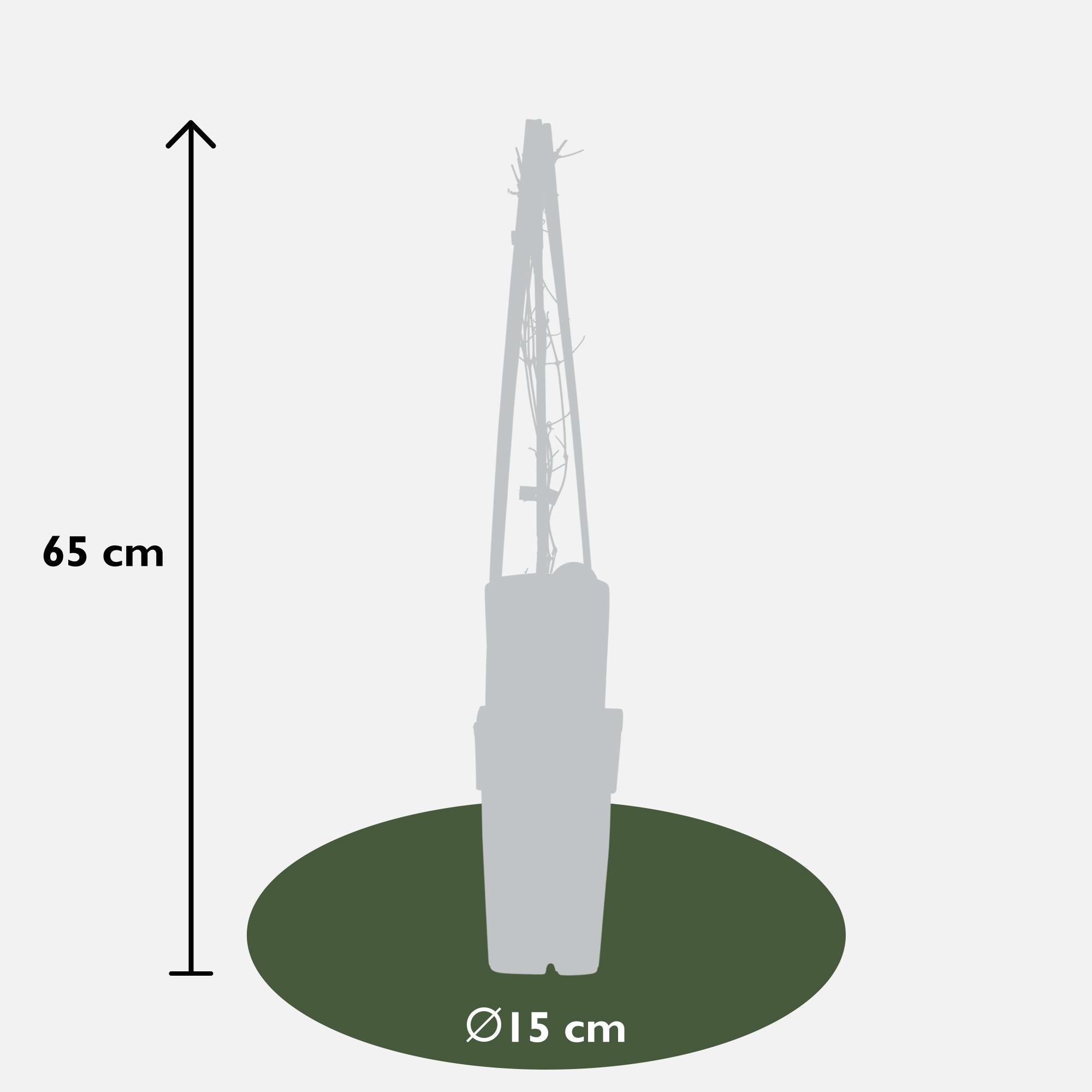 Clematis ‘Nelly Moser’ – hellrosa Kletterpflanze, 15 cm Topf, 65 cm hoch - Green Guardia - Ihr Experte für Schädlinge und Pflanzen