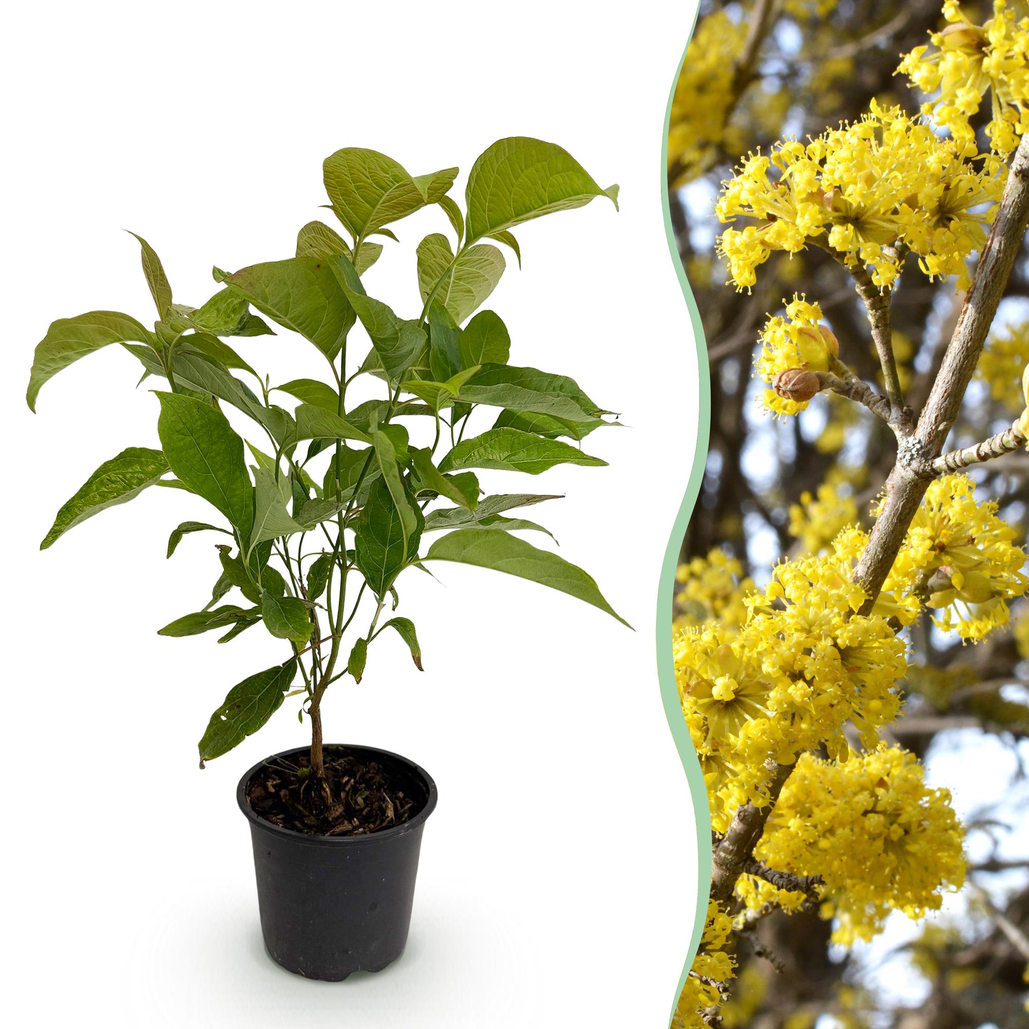 Cornus mas – laubabwerfend & pflegeleicht – gelbe Blüte – 12 cm Topf, ca. 35 cm hoch - Green Guardia - Ihr Experte für Schädlinge und Pflanzen