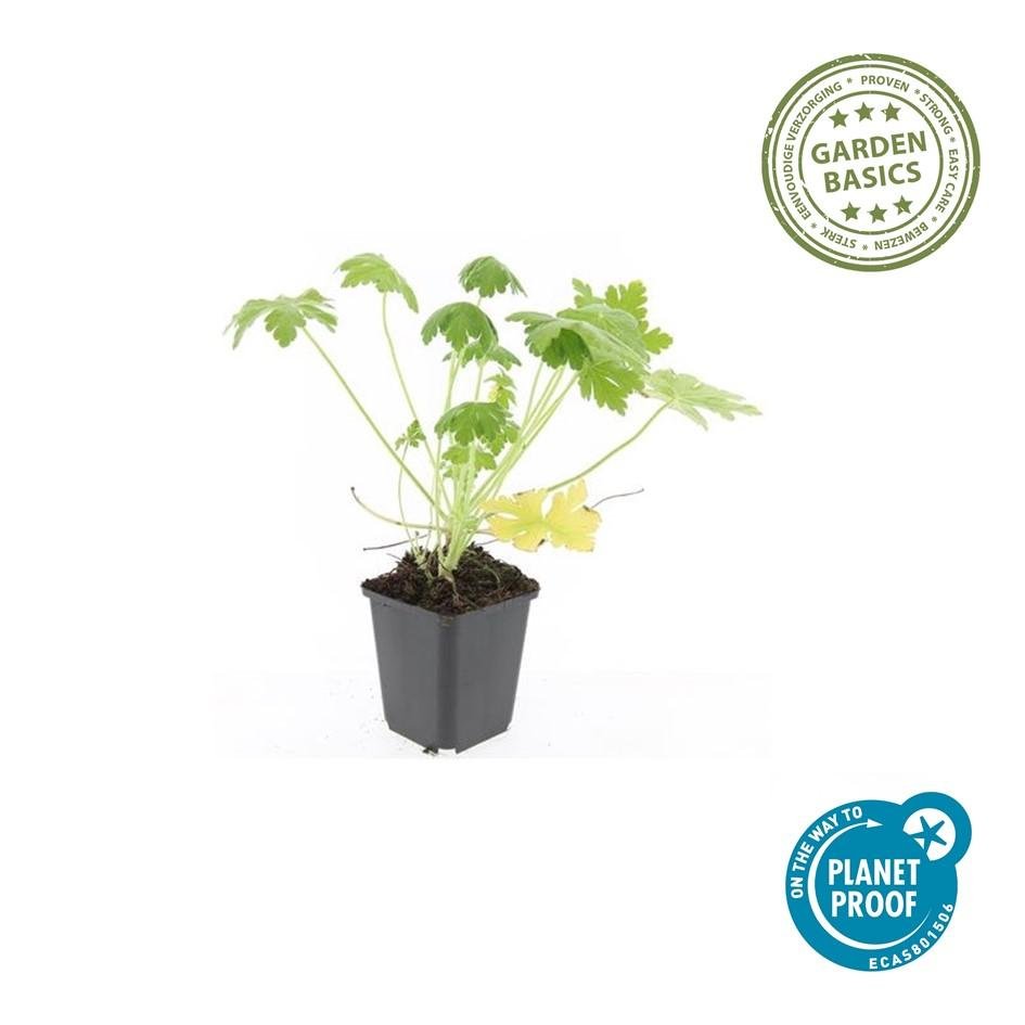 Duftender Storchschnabel ‘Spessart’ (Geranium macrorrhizum) – 9 cm Topf, 10–25 cm - Green Guardia - Ihr Experte für Schädlinge und Pflanzen