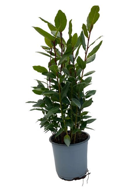 Echter Lorbeer (Laurus nobilis) – 35–130 cm - Green Guardia - Ihr Experte für Schädlinge und Pflanzen