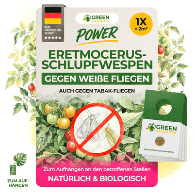 Eretmocerus - Schlupfwespen gegen Weiße - & Tabak Fliegen - Green Guardia - Ihr Experte für Schädlinge und Pflanzen