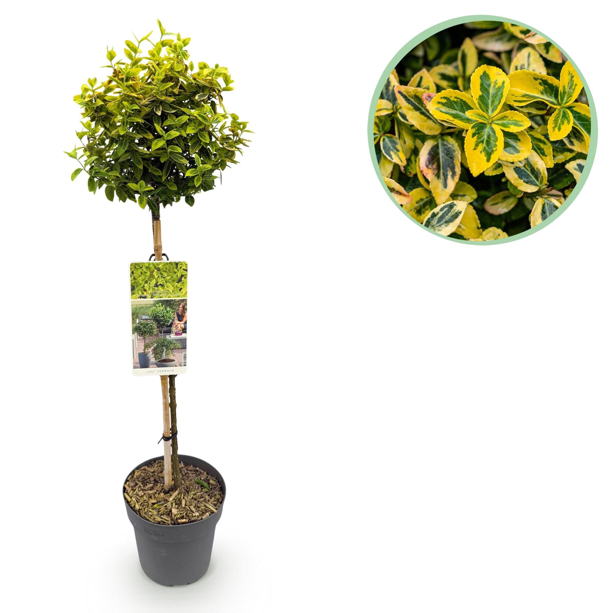 Euonymus fortunei ‚Emerald n Gold‘ – Terrassenpflanze – immergrün & winterhart – grün - gelbe Blätter – 19 cm Topf, ca. 90 cm hoch - Green Guardia - Ihr Experte für Schädlinge und Pflanzen