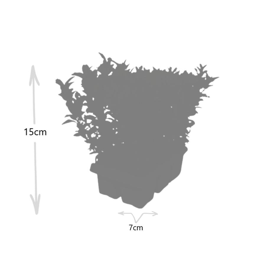 Euonymus ‘Green Spire’ – immergrün & pflegeleicht – 7 cm Topf, ca. 15 cm hoch - in verschiedener Anzahl - Green Guardia - Ihr Experte für Schädlinge und Pflanzen