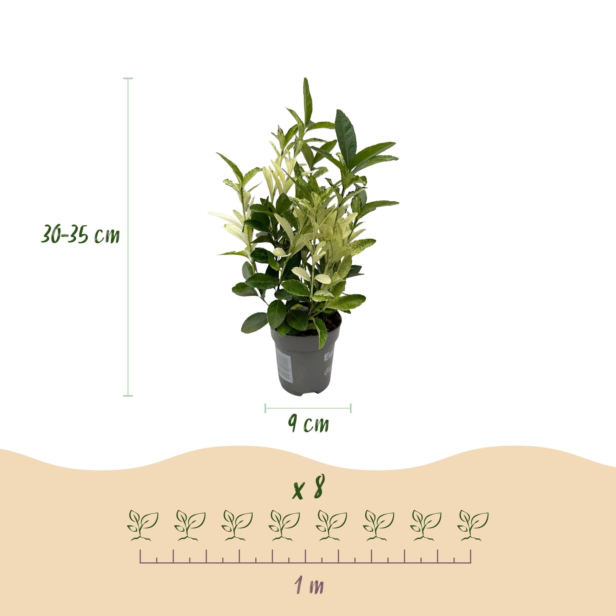 Euonymus japonica ‘Paloma Blanca’ – grün - weißes Blatt – 8 Pflanzen – ca. 1 laufender Meter – immergrün – 9 cm Topf, 30–35 cm hoch - Green Guardia - Ihr Experte für Schädlinge und Pflanzen