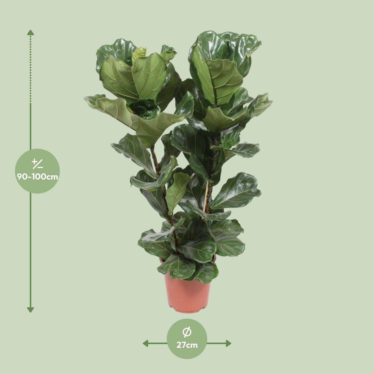 Ficus Lyrata – Geigenfeige - 30 - 130 cm - Green Guardia - Ihr Experte für Schädlinge und Pflanzen