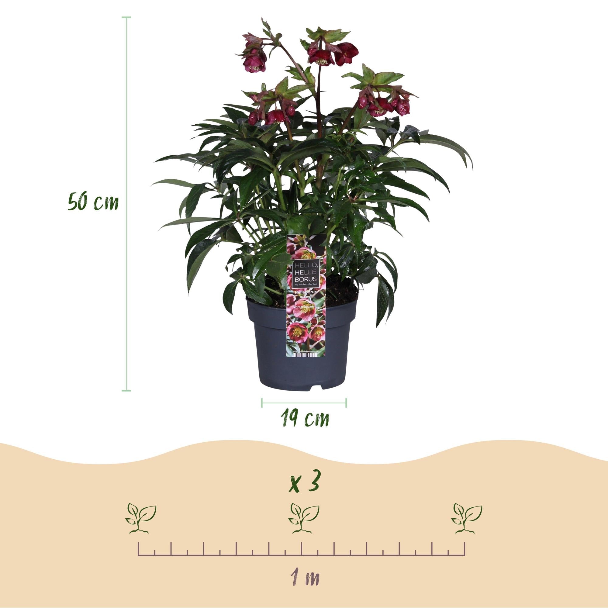 Helleborus ‘Dacaya’ – immergrün & pflegeleicht – rosa Blüte – 19 cm Topf, ca. 50 cm hoch - Green Guardia - Ihr Experte für Schädlinge und Pflanzen