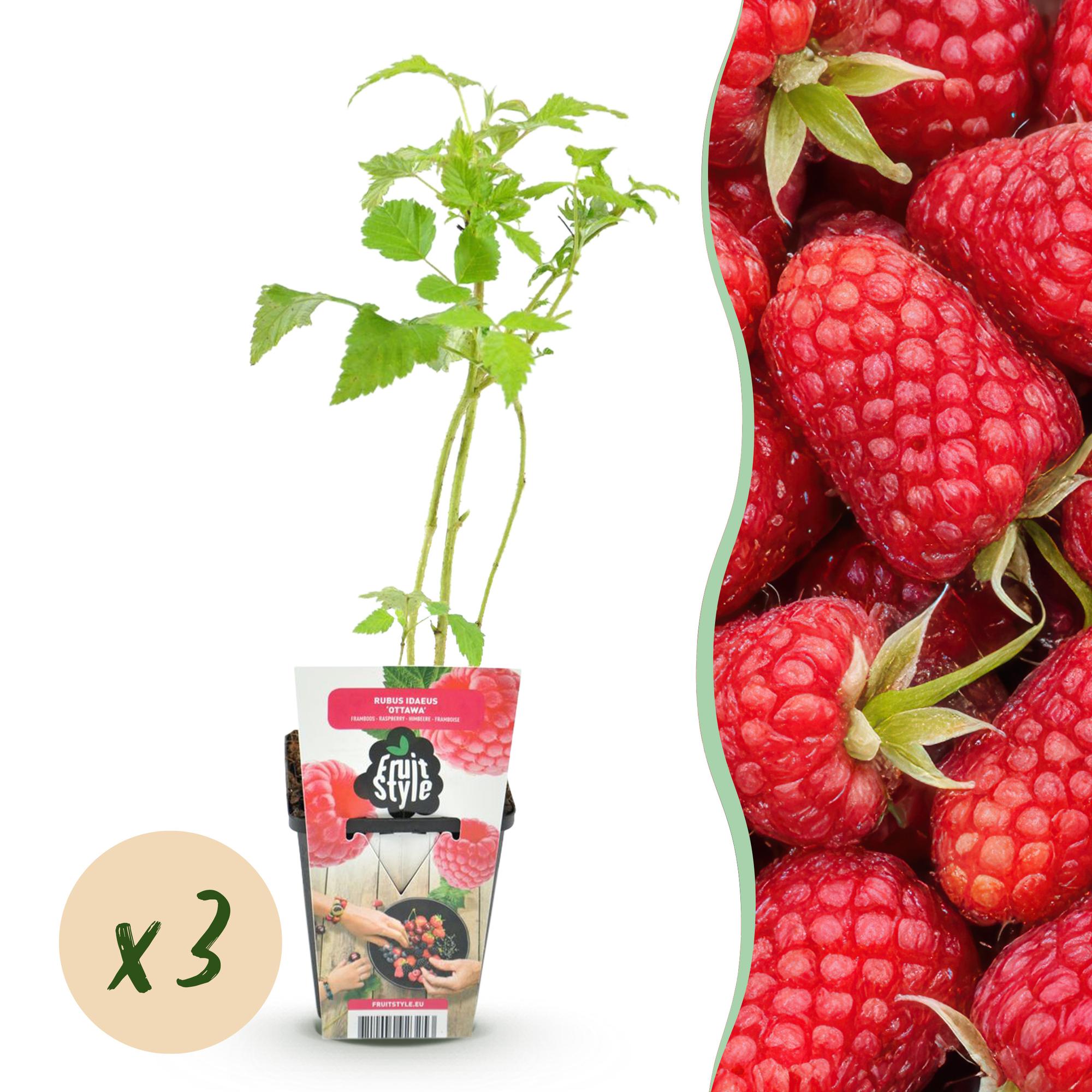 Himbeere – Rubus idaeus ‘Heritage’ – winterhart – rote Himbeeren – 3 Pflanzen – 9 cm Topf - Green Guardia - Ihr Experte für Schädlinge und Pflanzen