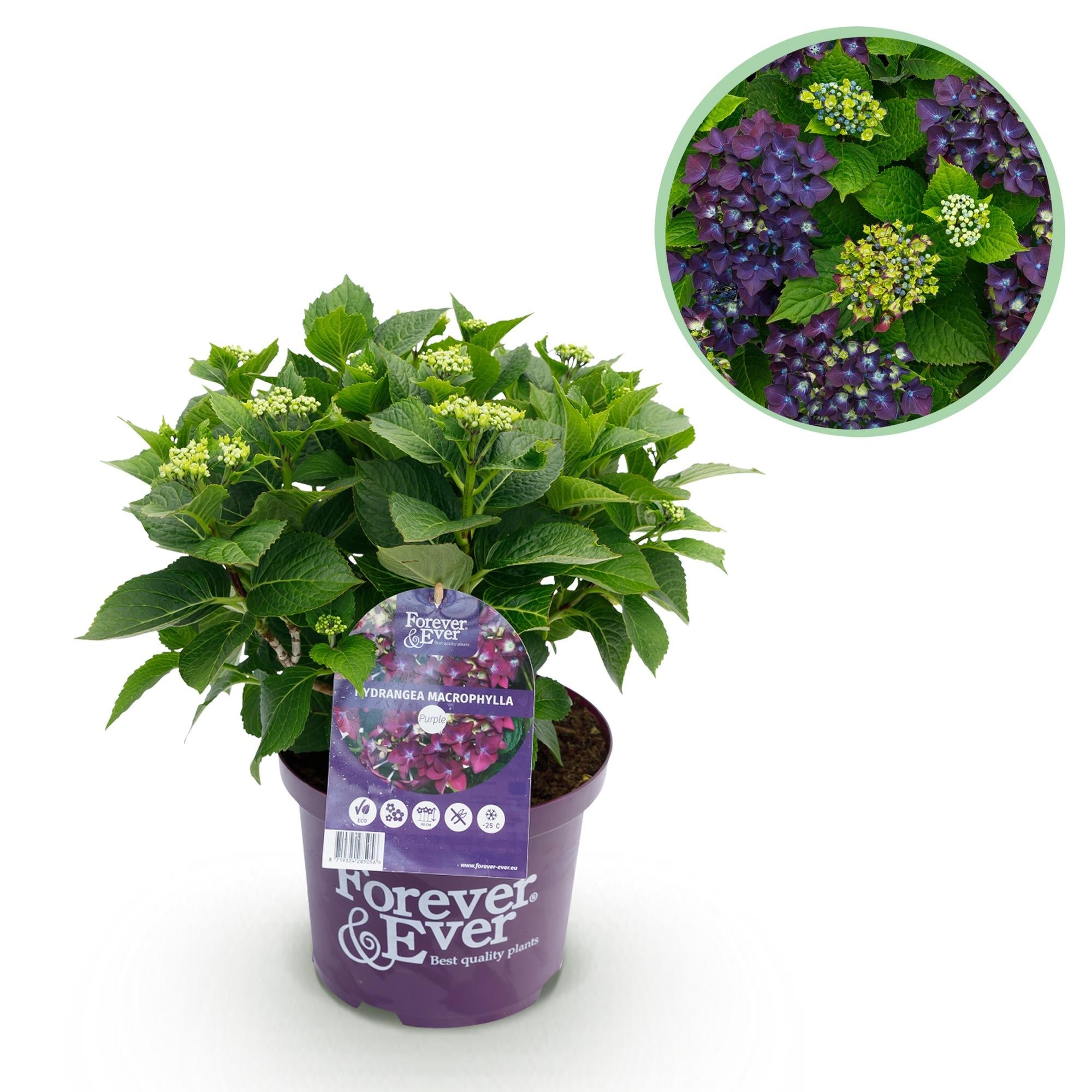 Hydrangea ‘Forever & Ever’ Lila – Hortensie, 7–12 Blüten – 23 cm Topf, 55 cm hoch - Green Guardia - Ihr Experte für Schädlinge und Pflanzen