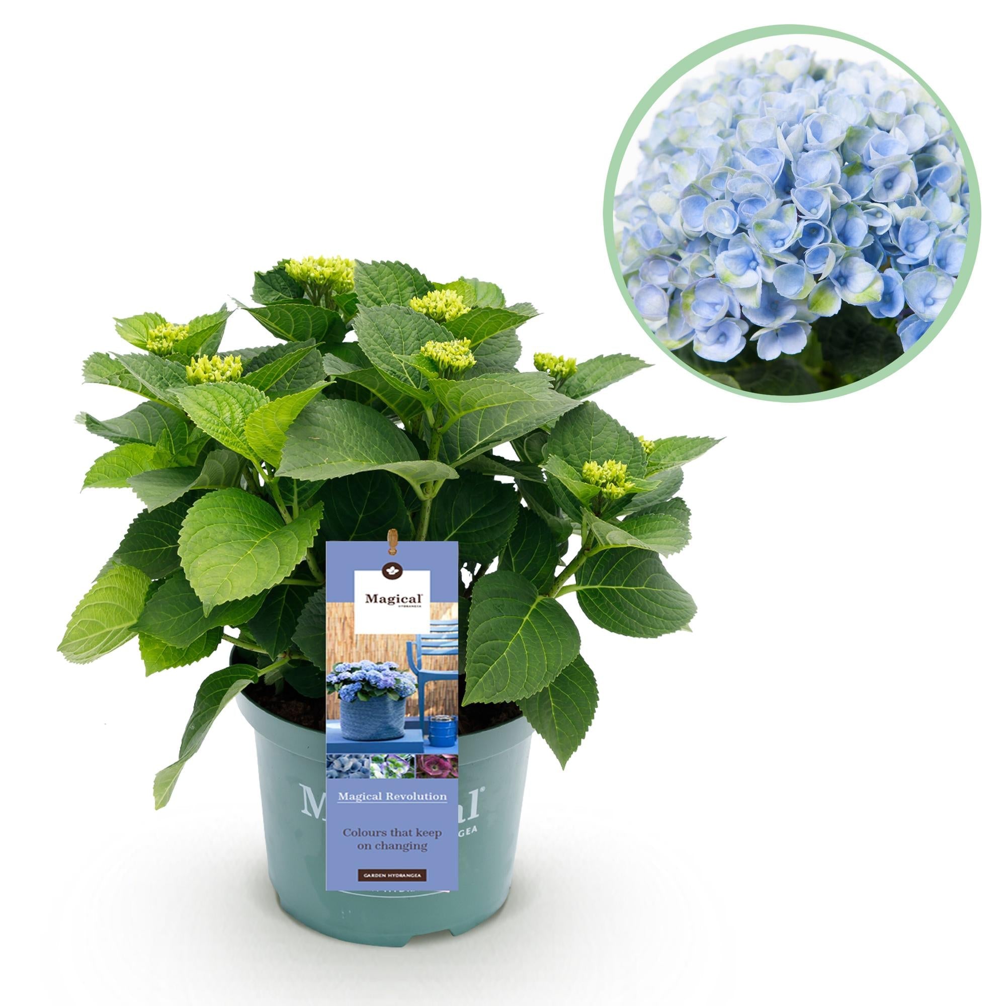 Hydrangea ‘Magical Revolution’ Blue – Hortensie, 6–10 Blüten – 23 cm Topf, 55 cm hoch - Green Guardia - Ihr Experte für Schädlinge und Pflanzen