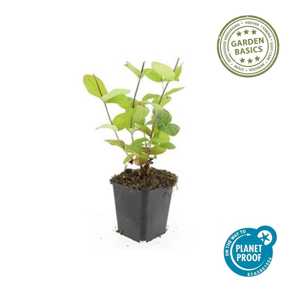Johanniskraut ‘Beauty’ – Ziersträuchchen im 9 - cm - Topf, 10–25 cm hoch - Green Guardia - Ihr Experte für Schädlinge und Pflanzen