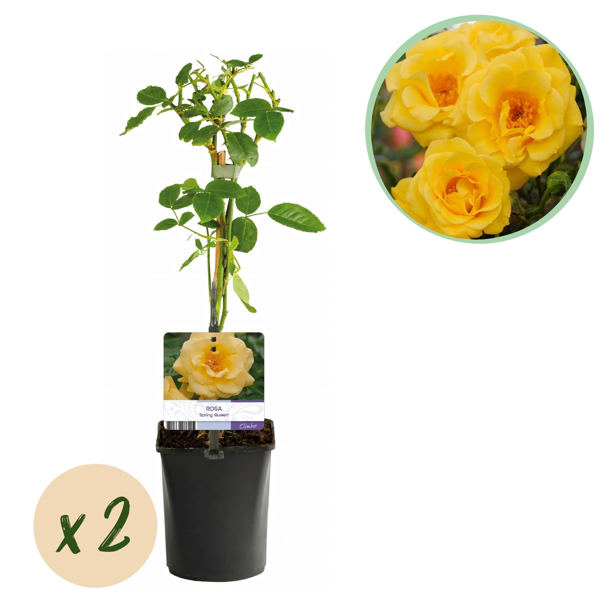 Kletterrose ‘Spring Queen’ – gelbe Blüte, pflegeleicht, 2 Pflanzen, 11 - cm - Topf, 40 cm hoch - Green Guardia - Ihr Experte für Schädlinge und Pflanzen