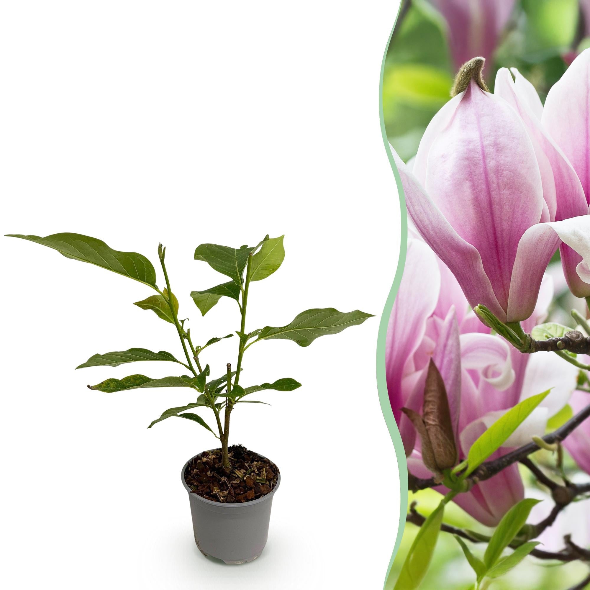 Magnolia ‘George Henry Kern’ – laubabwerfend & pflegeleicht – rosa Blüte – 12 cm Topf, ca. 30 cm hoch - Green Guardia - Ihr Experte für Schädlinge und Pflanzen