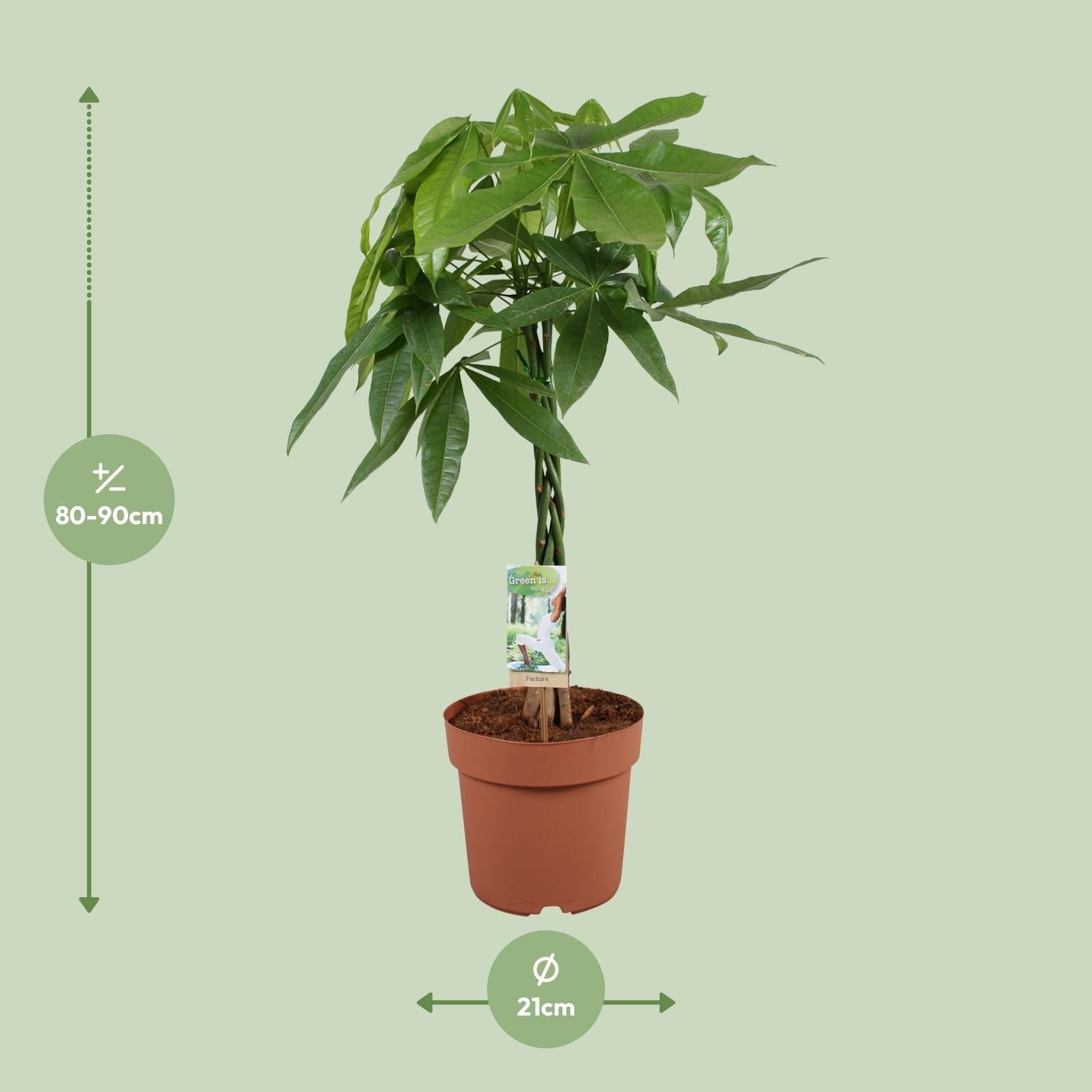 Pachira Aquatica – Glückskastanie - 35 - 120 cm - Green Guardia - Ihr Experte für Schädlinge und Pflanzen