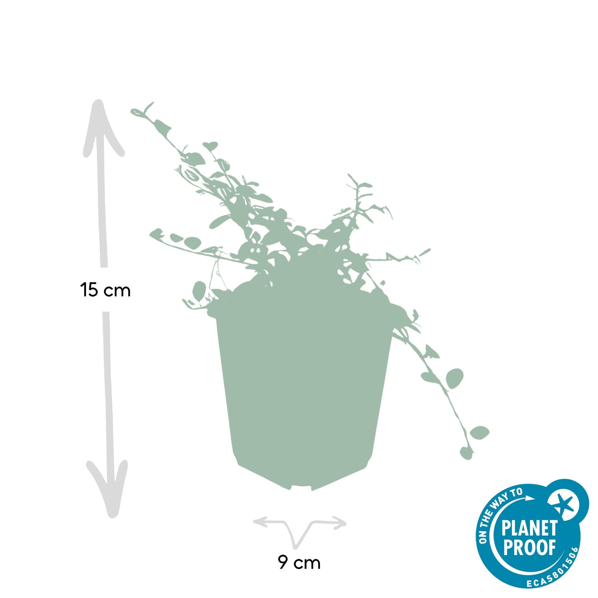 ‘Queen of Carpets’ Cotoneaster – flach wachsender Bodendecker, 9 cm Topf, 10–25 cm - Green Guardia - Ihr Experte für Schädlinge und Pflanzen