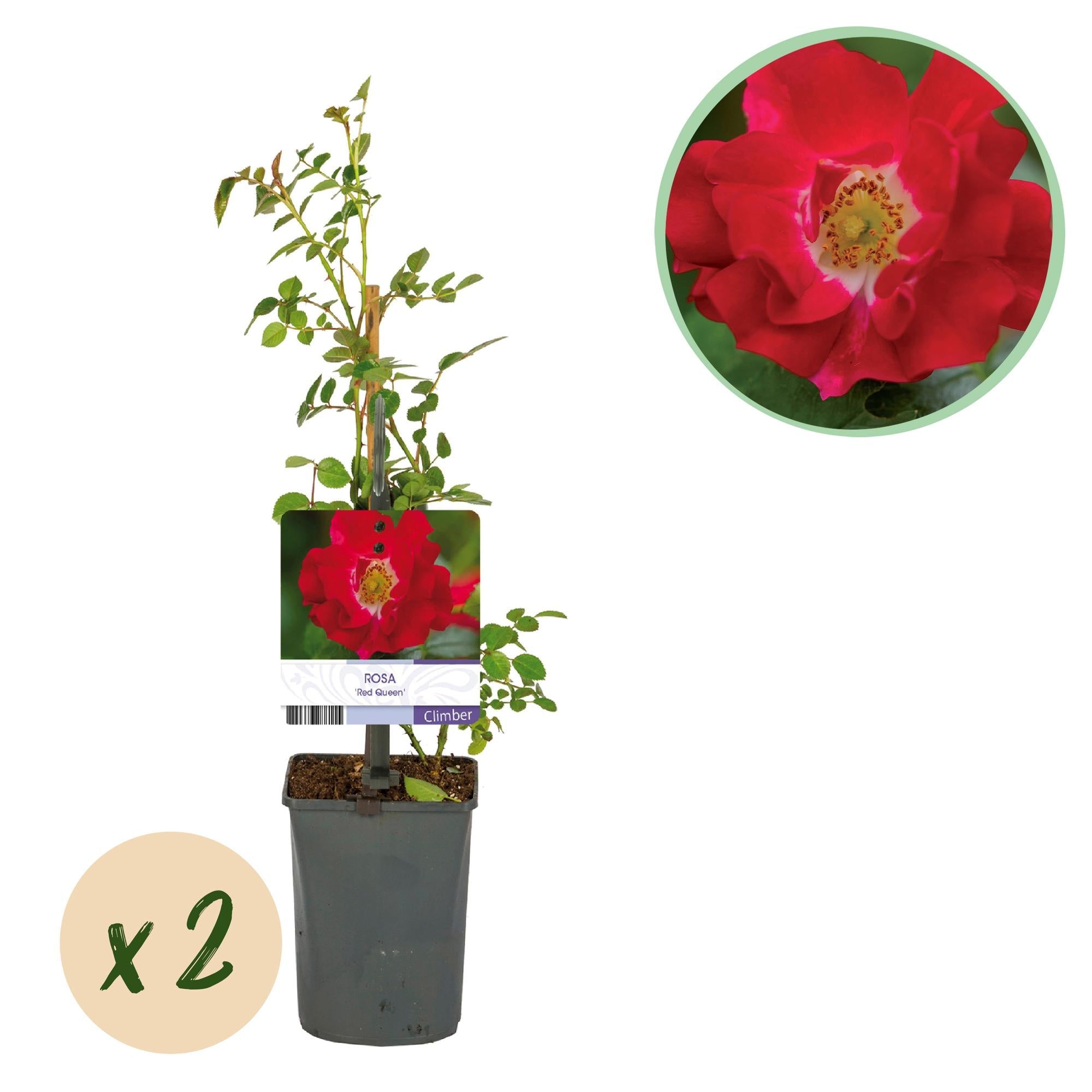 Rosa ‘Red Queen’ – pflegeleichte Kletterrose mit roten Blüten, 2 Pflanzen, 11 cm Topf, 40 cm Höhe - Green Guardia - Ihr Experte für Schädlinge und Pflanzen
