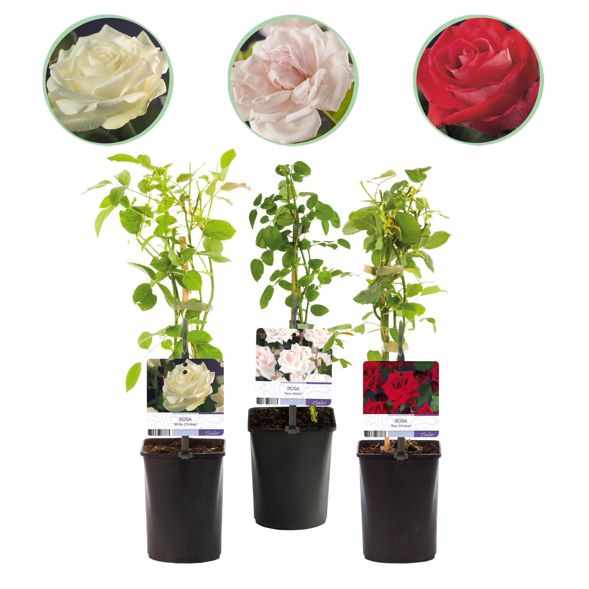 ‘Rosa Tricolour’ Kletterrose – mehrfarbig blühend, pflegeleicht, 3 Pflanzen im 11 cm Topf, 40 cm Höhe - Green Guardia - Ihr Experte für Schädlinge und Pflanzen