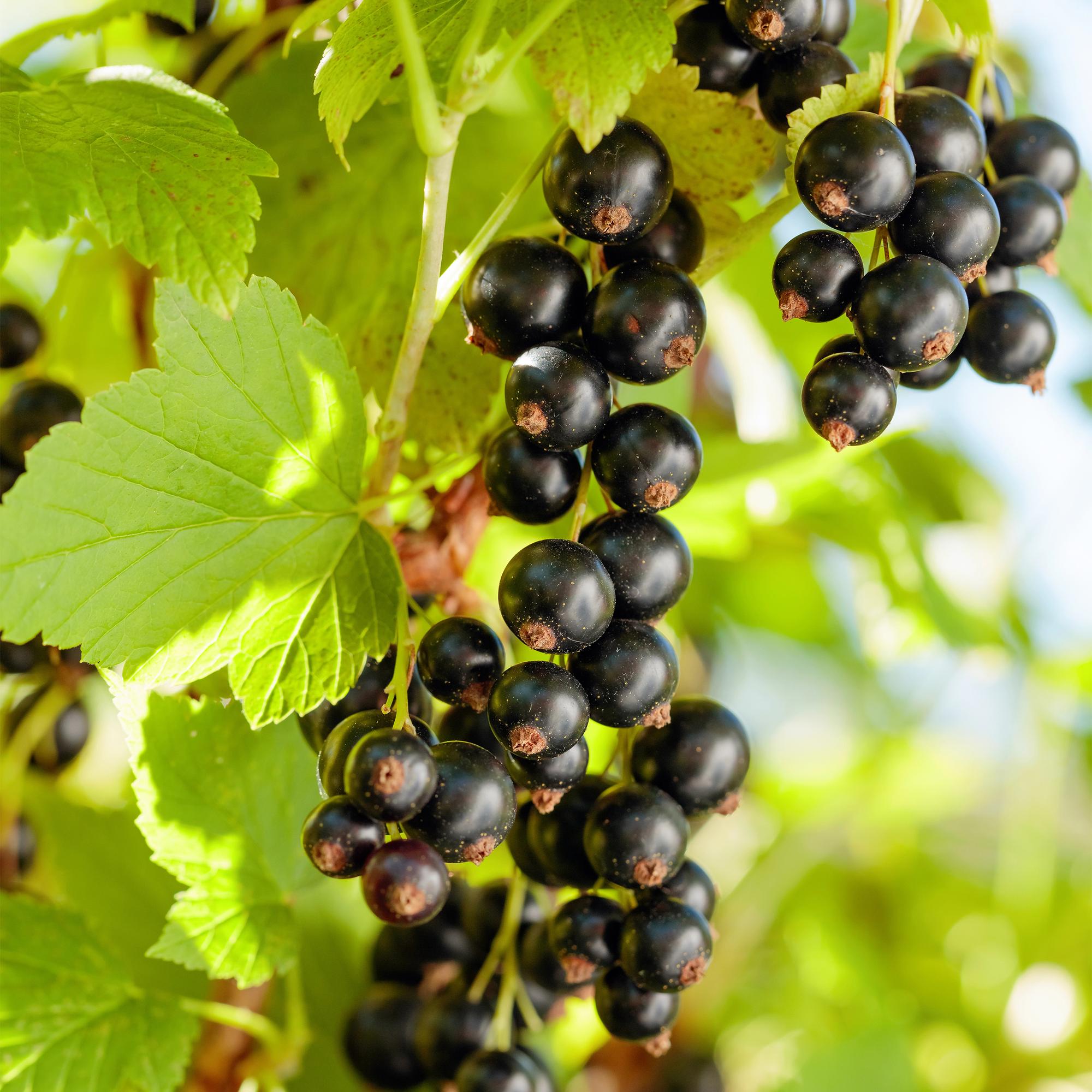 Schwarze Johannisbeere „Titania“ – 2 Pflanzen, ca. 40 cm hoch, Topf 11 cm - Green Guardia - Ihr Experte für Schädlinge und Pflanzen