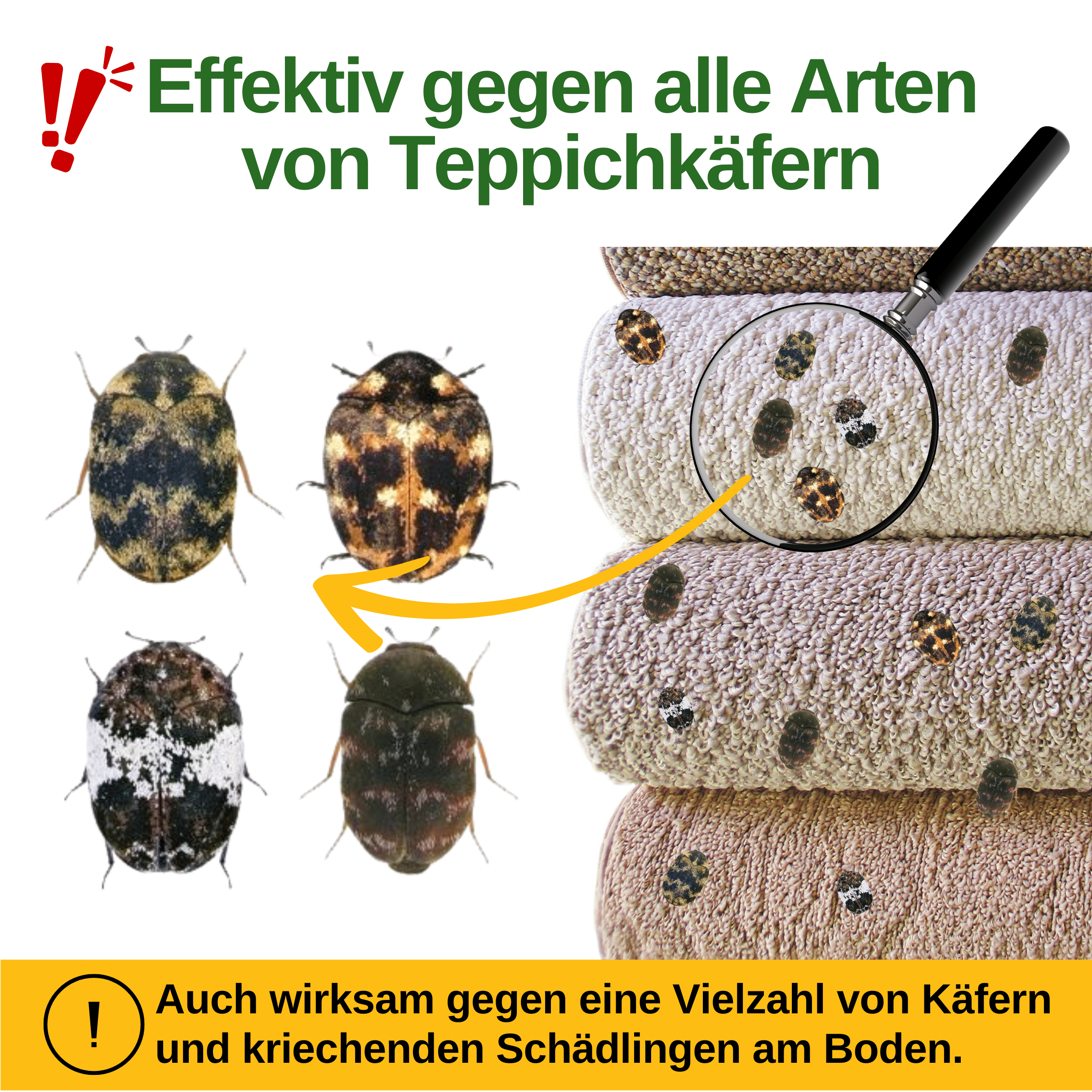 Teppichkäfer Falle mit Pheromon - Lockstoff - Green Guardia - Ihr Experte für Schädlinge und Pflanzen