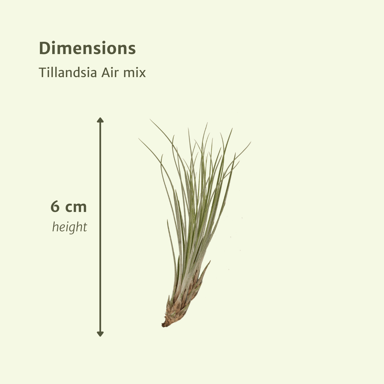 Tillandsia Air Mix – Luftpflanzen – 10 Stück – ca. 6 cm groß - Green Guardia - Ihr Experte für Schädlinge und Pflanzen