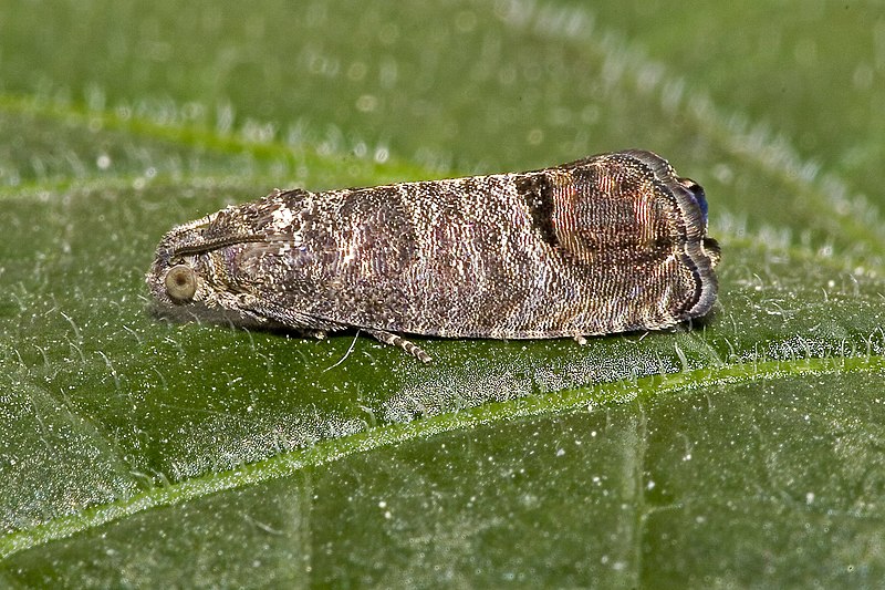 Apfelwickler bekämpfen: Wurmlöcher und Fraßgänge an Äpfeln früh erkennen