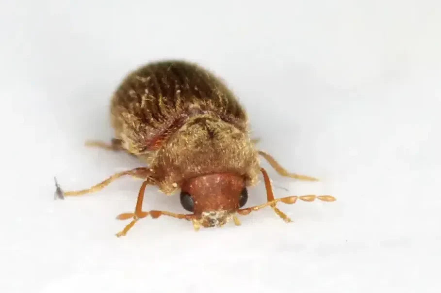 Brotkäfer bekämpfen: kleiner Vorratsschädling in der Speisekammer erkennen