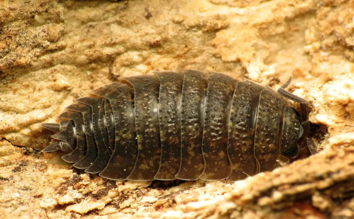 Asseln im Garten erkennen: Kellerasseln an feuchter Erde und Beetkante