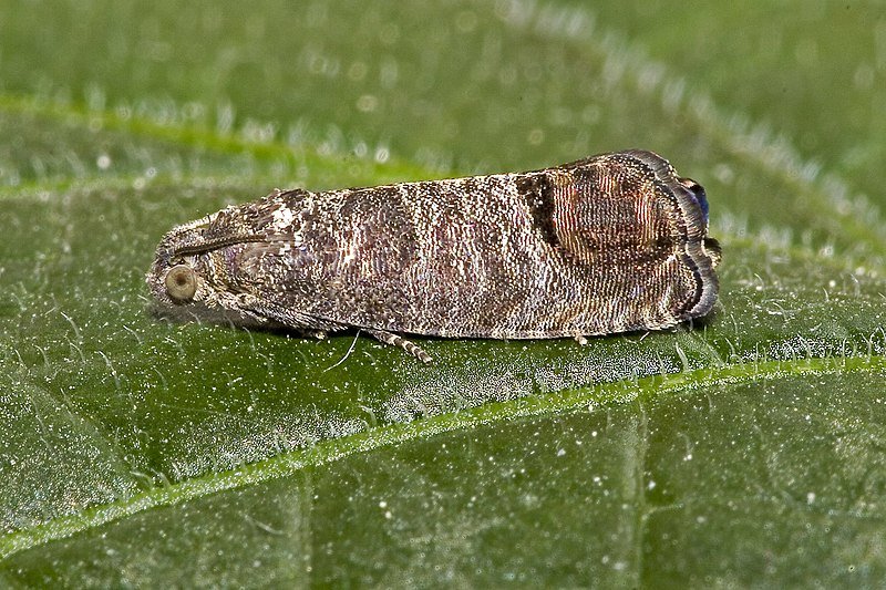 Apfelwickler bekämpfen: Natürliche Methoden für eine gesunde Ernte - Green Guardia - Ihr Experte für Schädlinge und Pflanzen