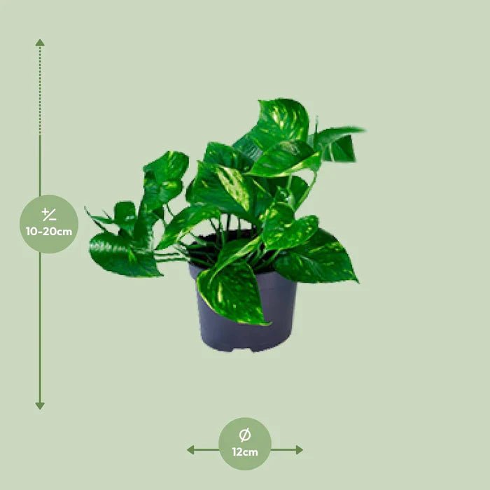 Goldene Efeutute (Epipremnum aureum) – Die ultimative Anleitung für Pflege, Standort und schnelles Wachstum - Green Guardia - Ihr Experte für Schädlinge und Pflanzen