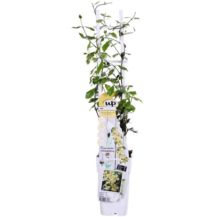 Jasmin ‘Star of Toscana’ pflegen – Standort, Blüte & immergrüne Schönheit - Green Guardia - Ihr Experte für Schädlinge und Pflanzen