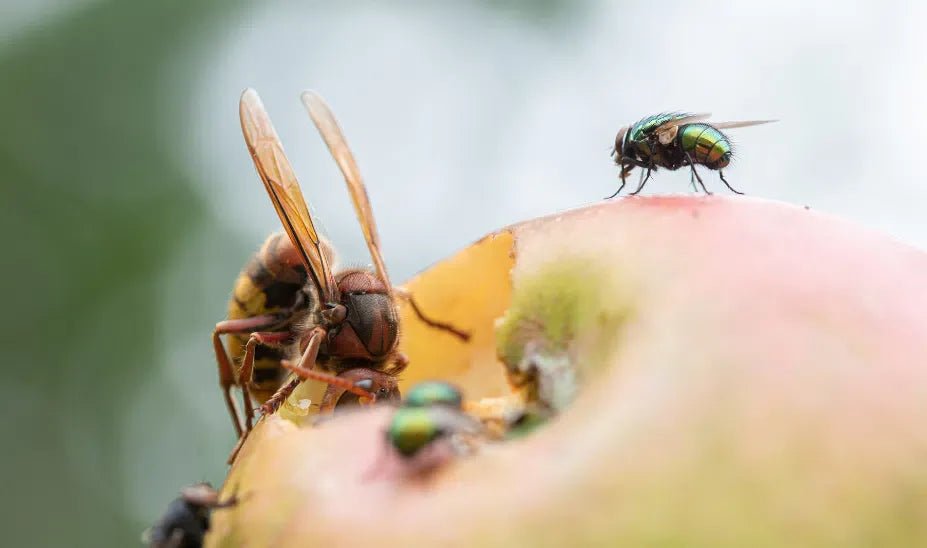 Kirschfruchtfliegen: Schutz und natürliche Bekämpfungsmethoden - Green Guardia - Ihr Experte für Schädlinge und Pflanzen