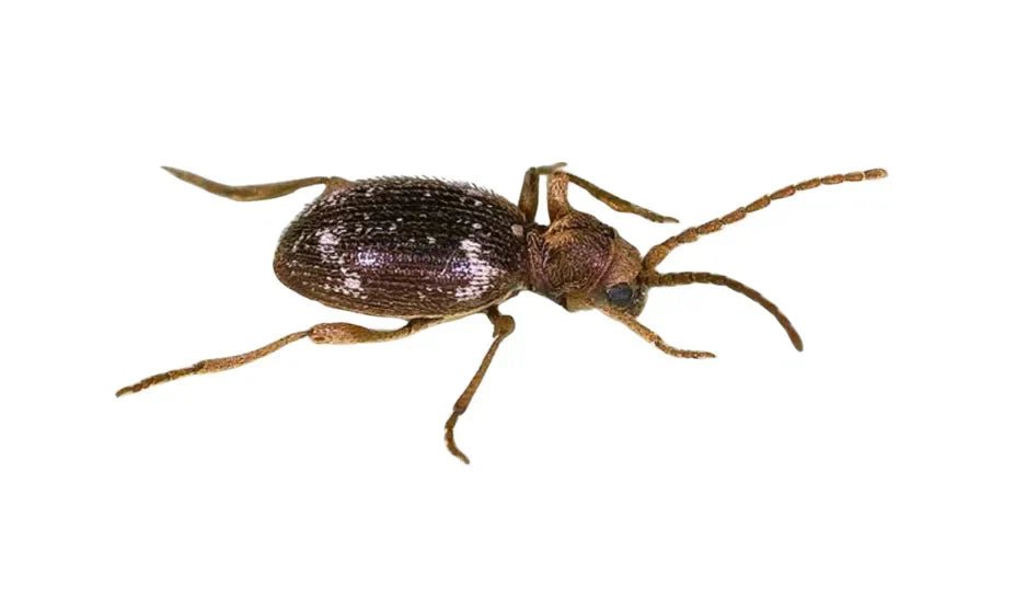 Kräuterdieb erfolgreich bekämpfen: Natürliche Methoden für nachhaltigen Schutz - Green Guardia - Ihr Experte für Schädlinge und Pflanzen