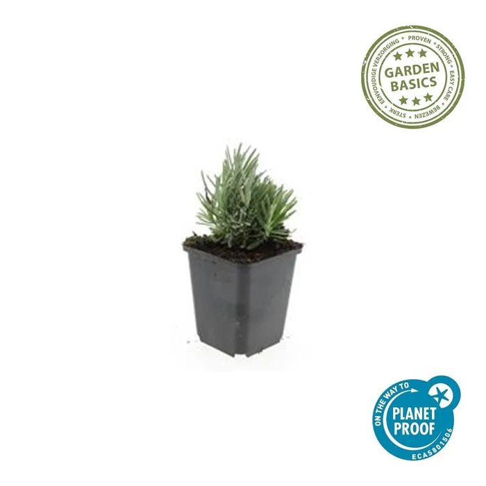 Lavendel ‚Dwarf Blue‘ – Der kompakte Duftstar für Garten, Balkon und Terrasse - Green Guardia - Ihr Experte für Schädlinge und Pflanzen