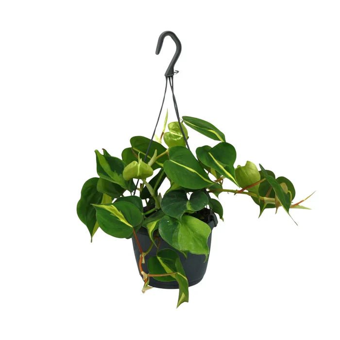 Philodendron Scandens ‘Brasil’ – Pflege, Standort & buntes Wachstum - Green Guardia - Ihr Experte für Schädlinge und Pflanzen