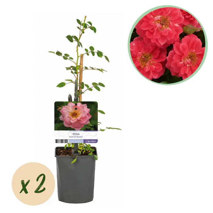 Rosa ‘Salmon Queen’ pflegen – lachsrosa Kletterrose für Garten & Terrasse - Green Guardia - Ihr Experte für Schädlinge und Pflanzen