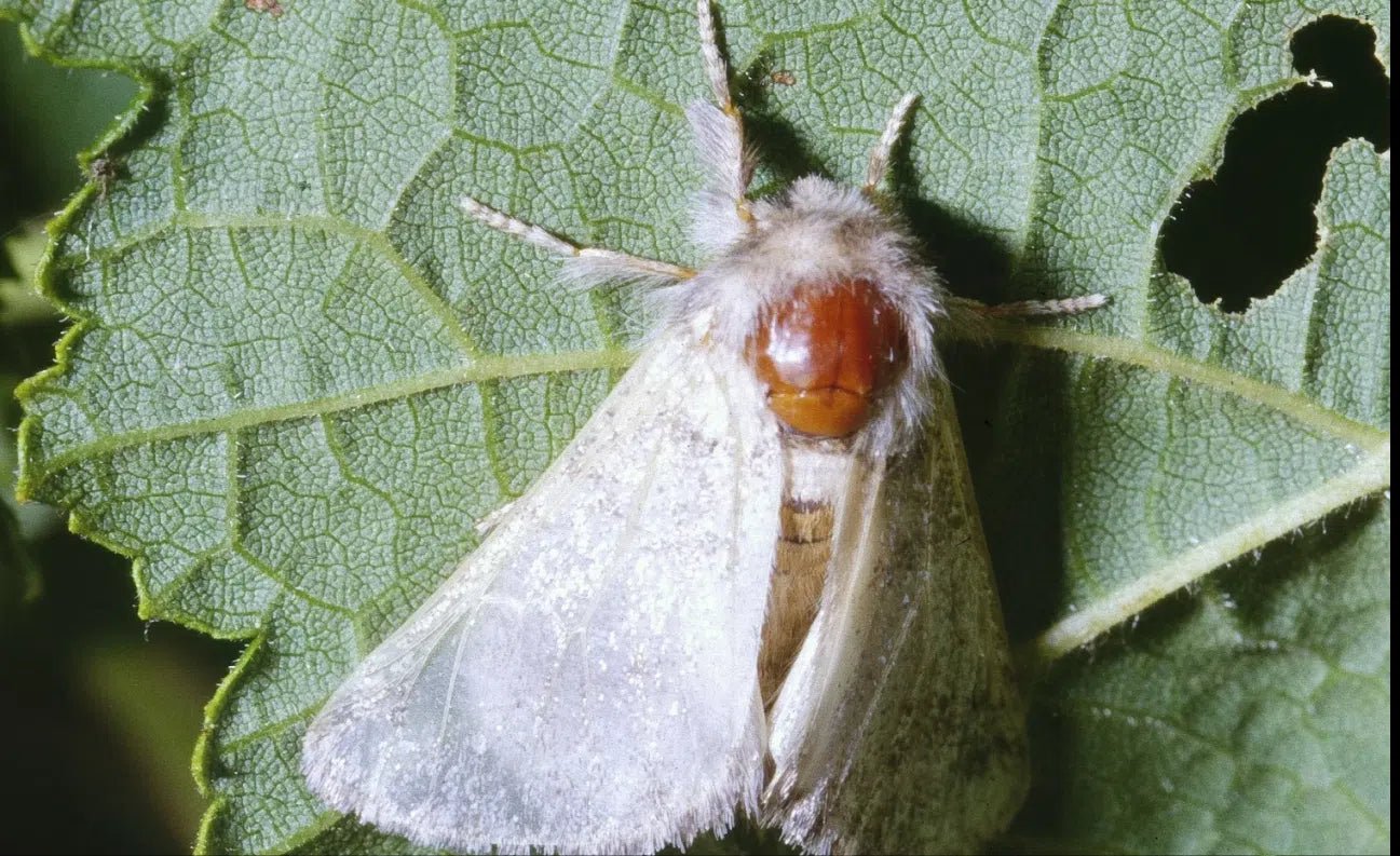 Schutz vor Eichenprozessionsspinnern: Natürliche und effektive Methoden zur Bekämpfung - Green Guardia - Ihr Experte für Schädlinge und Pflanzen