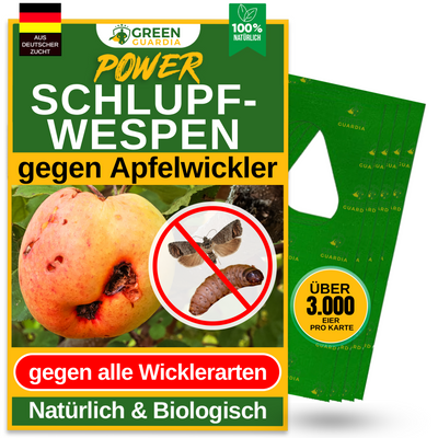 Vespe parassite contro le carpocapse