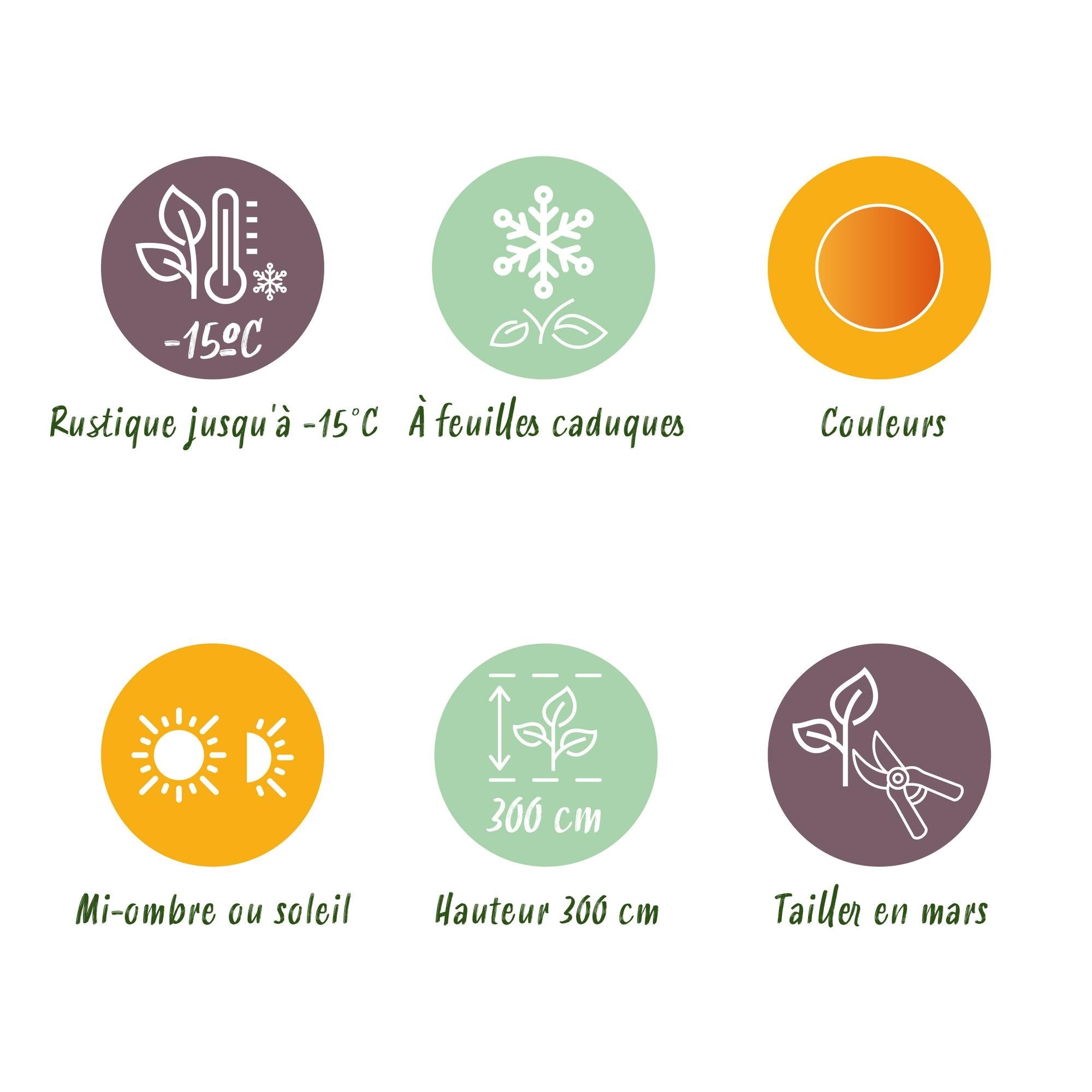 Acer Palmatum ‘Katsura’ – Japanischer Ahorn, laubabwerfend – 19 cm Topf, 70 cm hoch - Green Guardia - Ihr Experte für Schädlinge und Pflanzen