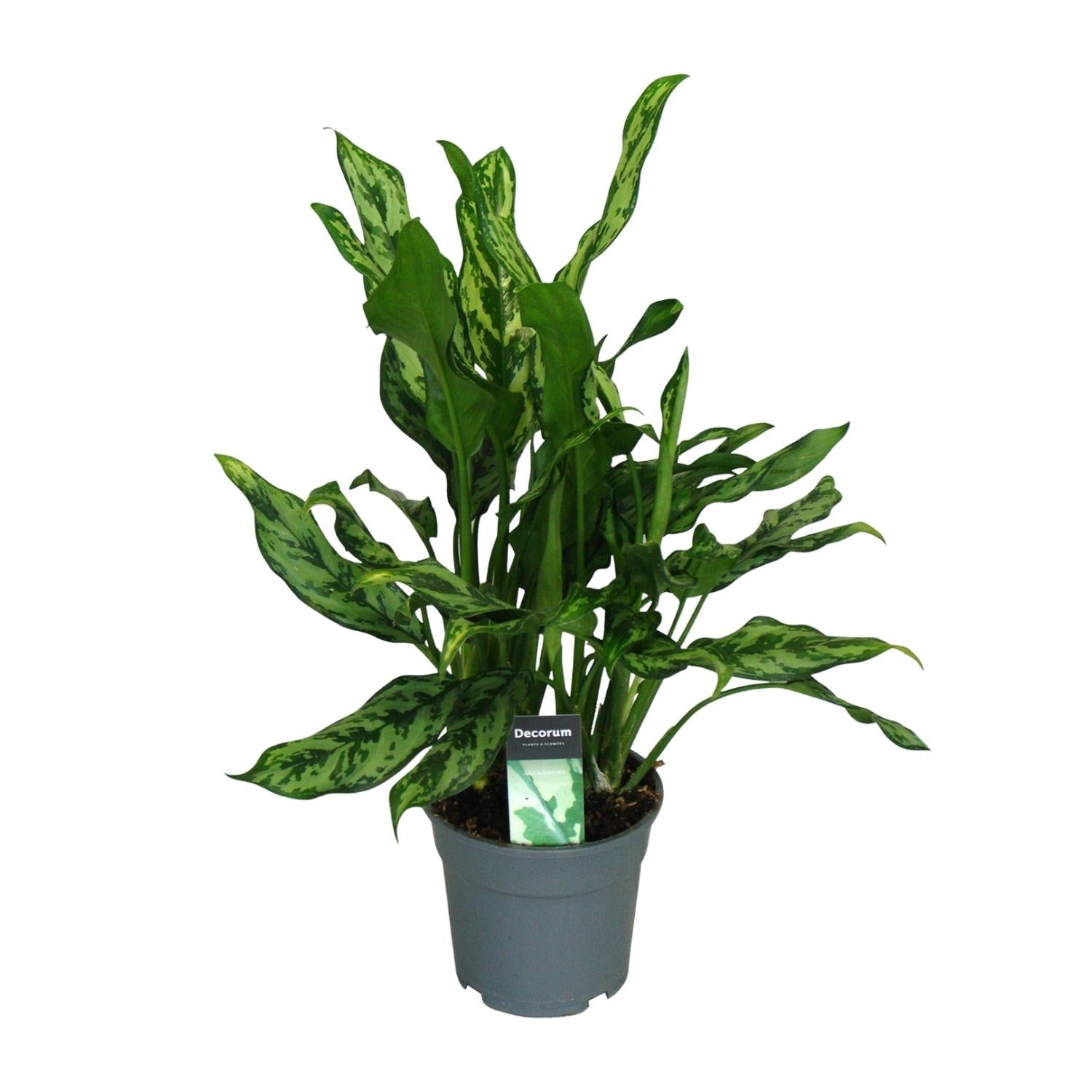 Aglaonema – Kolbenfaden - verschieden Farben - 35 - 80 cm - Green Guardia - Ihr Experte für Schädlinge und Pflanzen