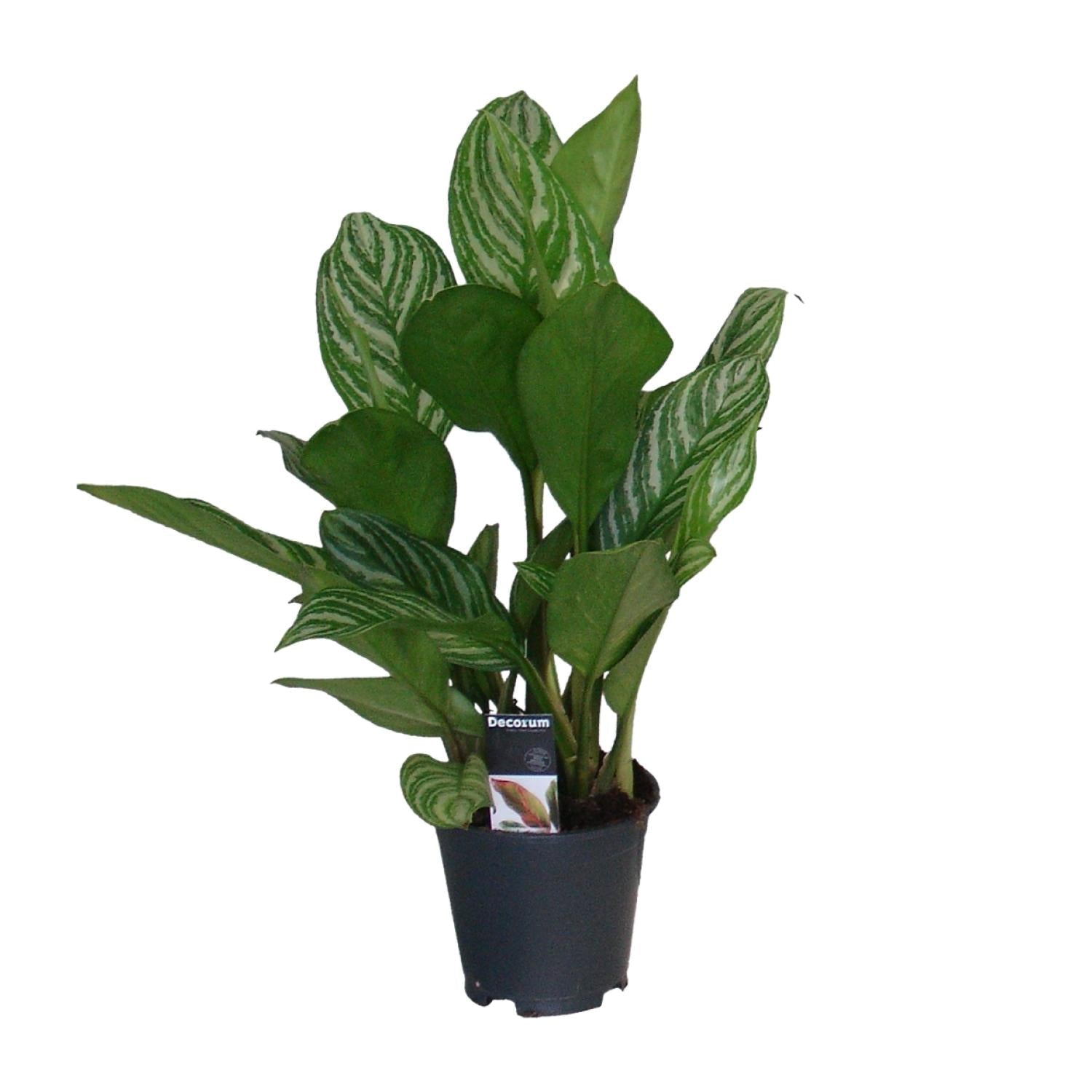 Aglaonema – Kolbenfaden - verschieden Farben - 35 - 80 cm - Green Guardia - Ihr Experte für Schädlinge und Pflanzen