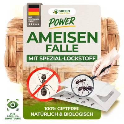 Ameisen Falle