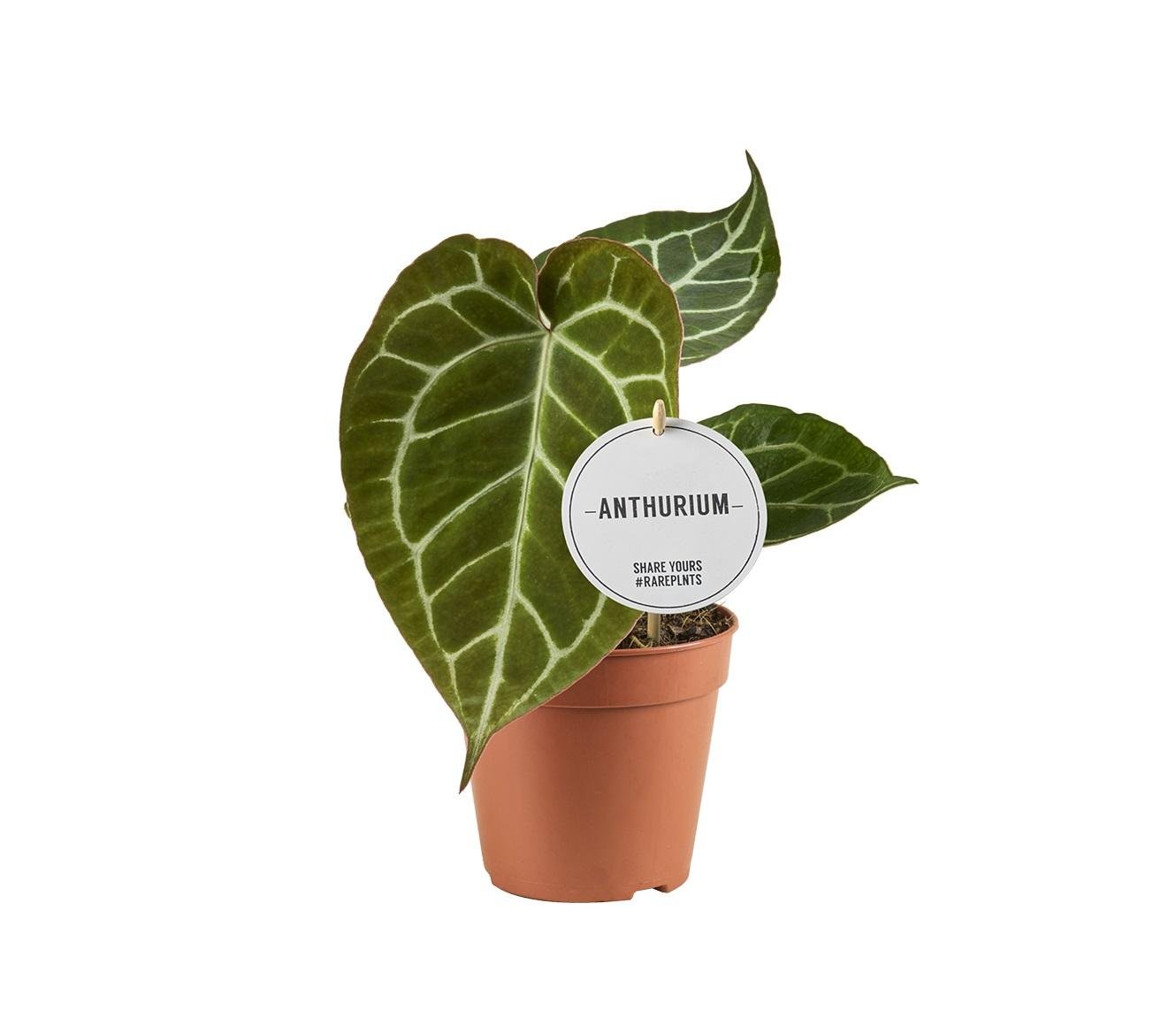 Anthurium crystallinum – Flamingoblume – 12 cm Topf, 20 cm hoch - Green Guardia - Ihr Experte für Schädlinge und Pflanzen